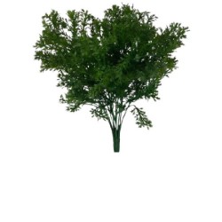 Decorative Parsley 1 Bunch